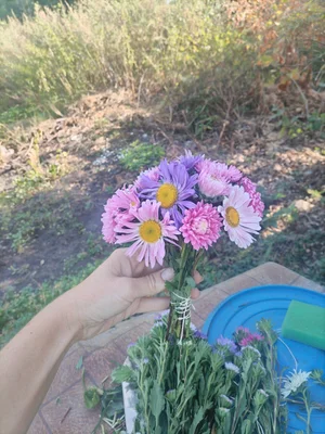 Спаржевая фасоль