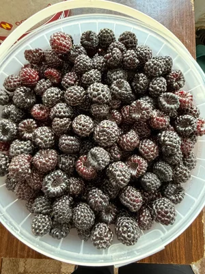 Черная смородина