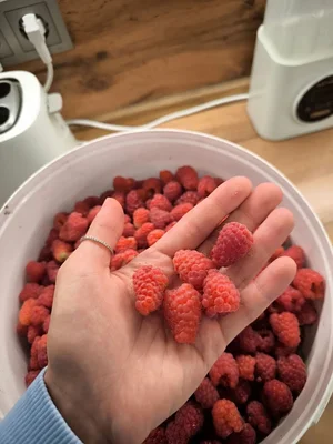 Малина